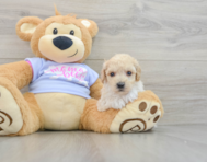 5 week old Poochon Puppy For Sale - Windy City Pups