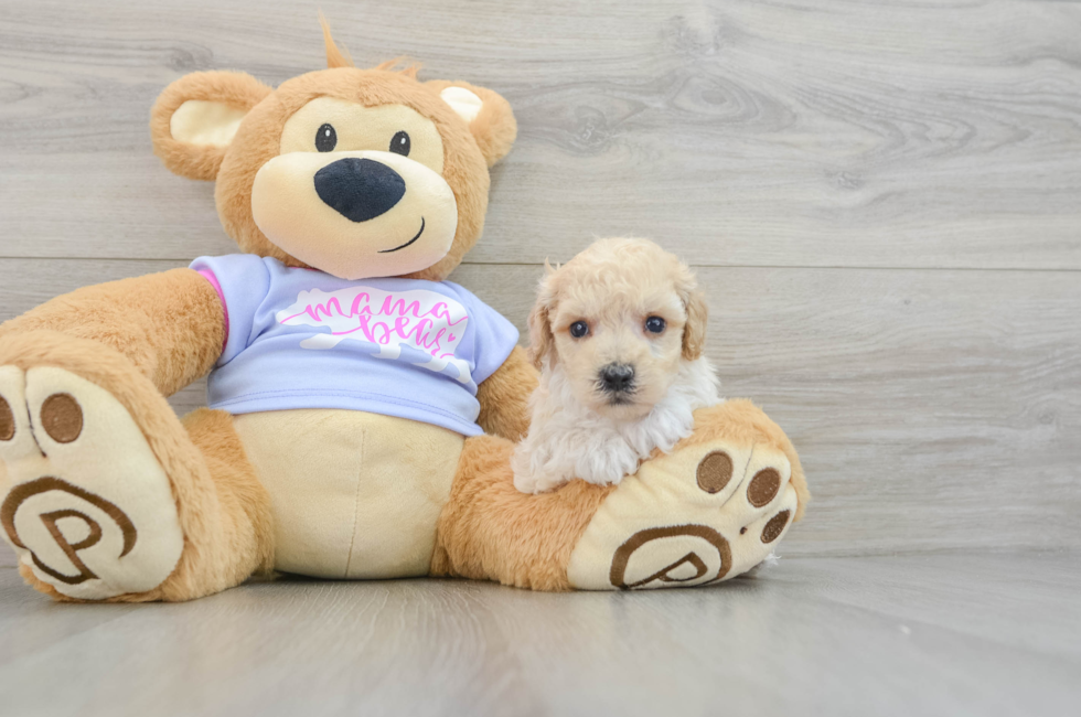 5 week old Poochon Puppy For Sale - Windy City Pups