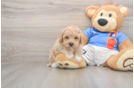 Adorable Bichpoo Poodle Mix Puppy