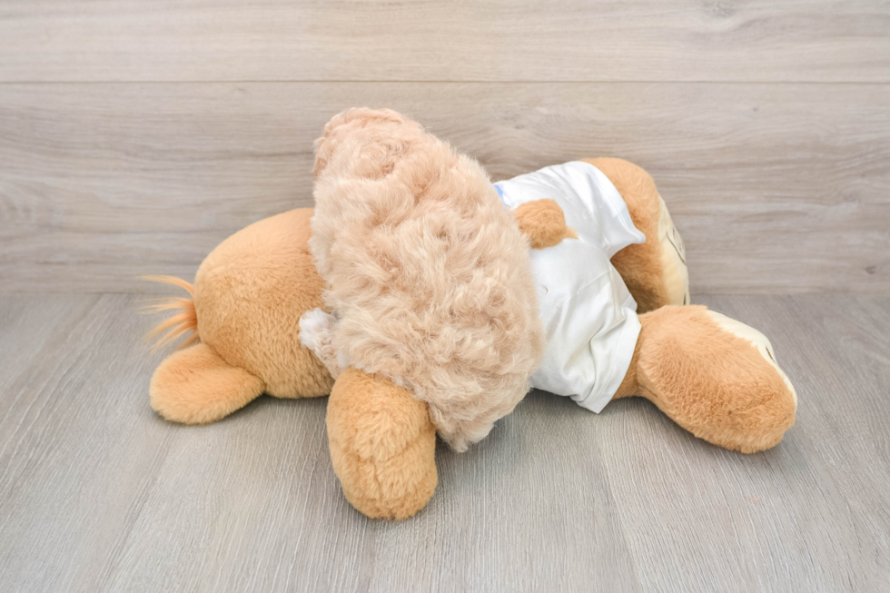 Poochon Puppy for Adoption