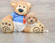 5 week old Poochon Puppy For Sale - Windy City Pups