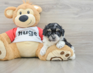 7 week old Poochon Puppy For Sale - Windy City Pups