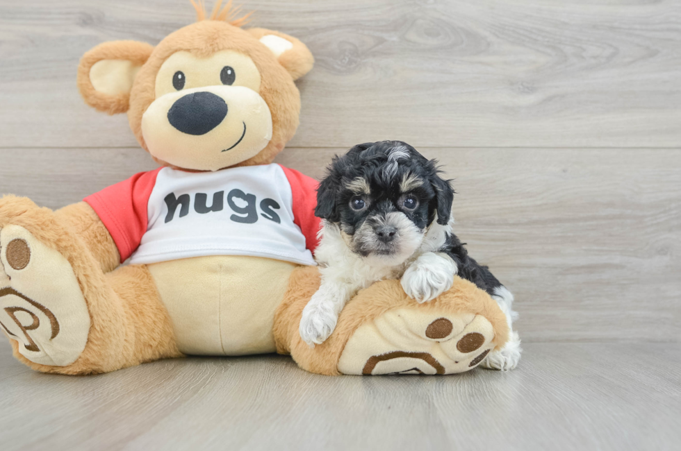 6 week old Poochon Puppy For Sale - Windy City Pups