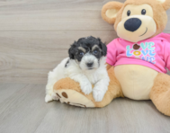 6 week old Poochon Puppy For Sale - Windy City Pups