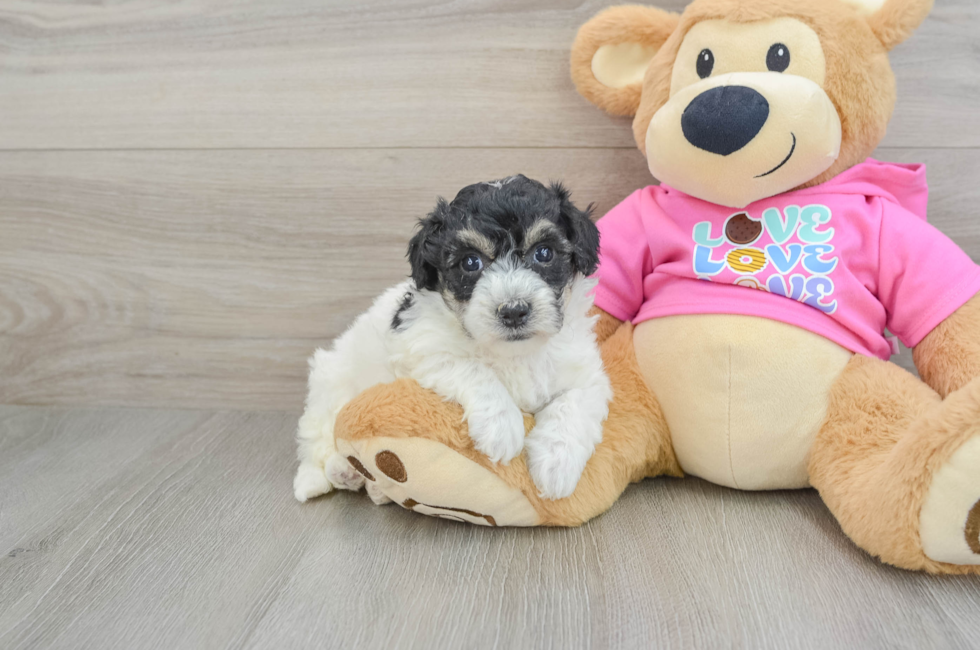 6 week old Poochon Puppy For Sale - Windy City Pups