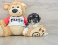 7 week old Poochon Puppy For Sale - Windy City Pups