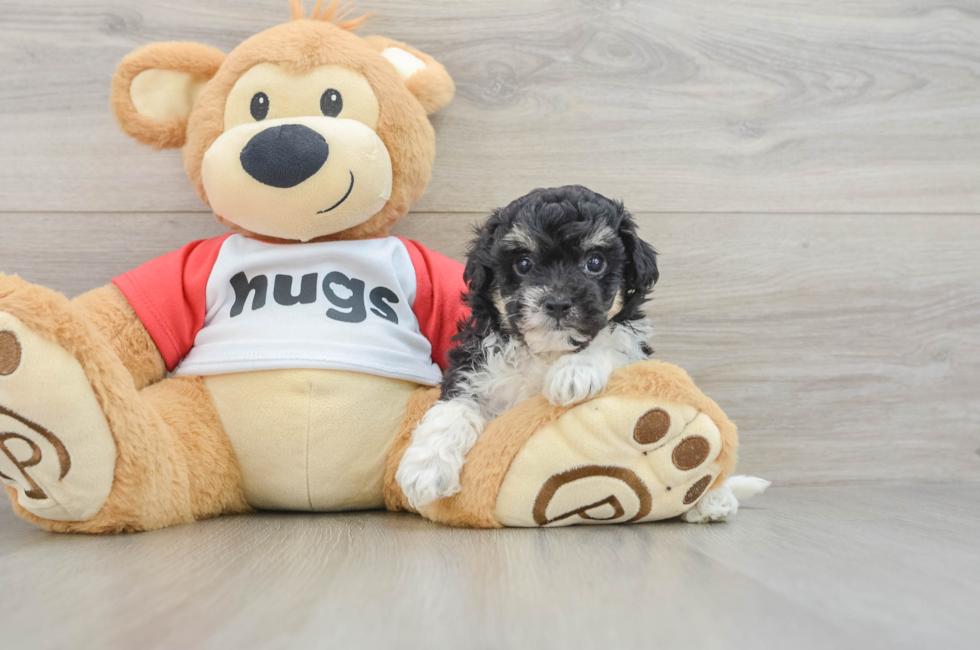 6 week old Poochon Puppy For Sale - Windy City Pups