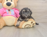 7 week old Poochon Puppy For Sale - Windy City Pups