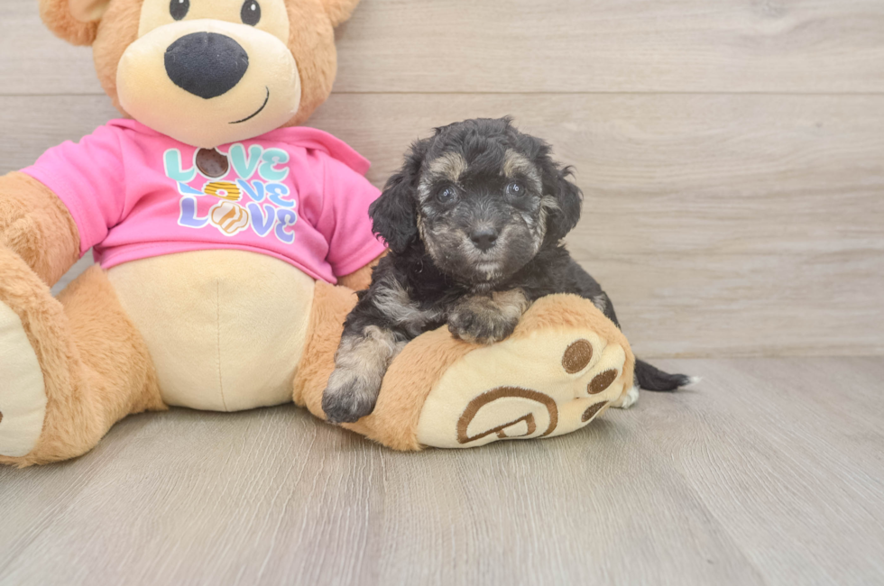 5 week old Poochon Puppy For Sale - Windy City Pups