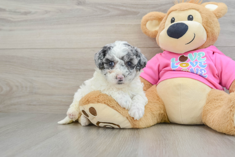 Playful Bichpoo Poodle Mix Puppy