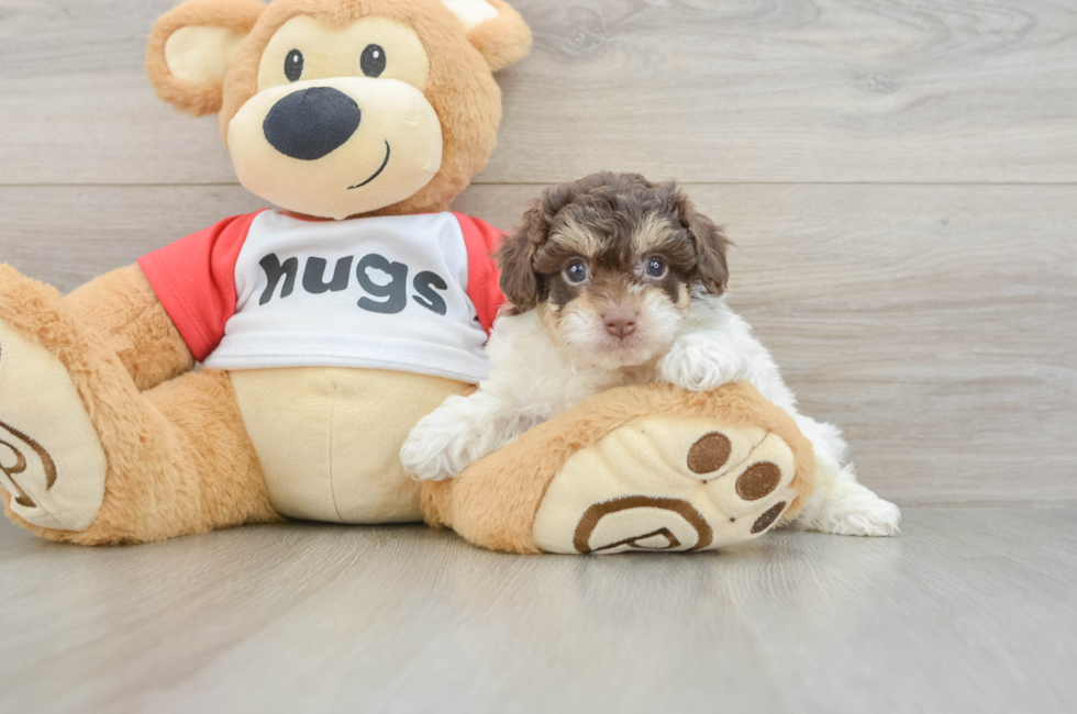 6 week old Poochon Puppy For Sale - Windy City Pups