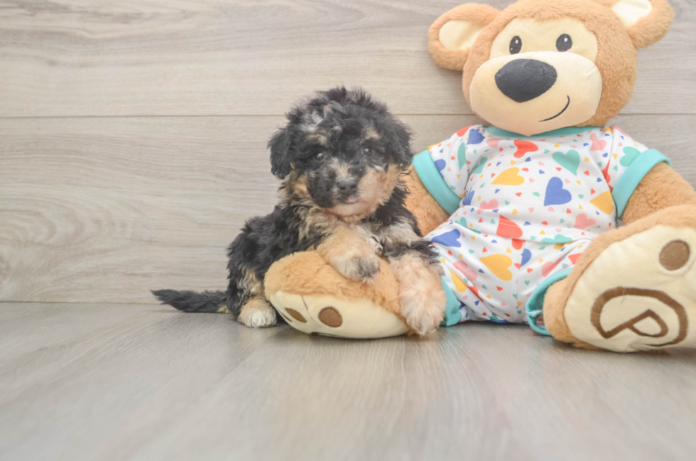 6 week old Poochon Puppy For Sale - Windy City Pups