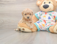 8 week old Poochon Puppy For Sale - Windy City Pups