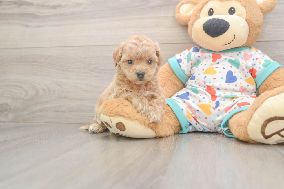 6 week old Poochon Puppy For Sale - Windy City Pups