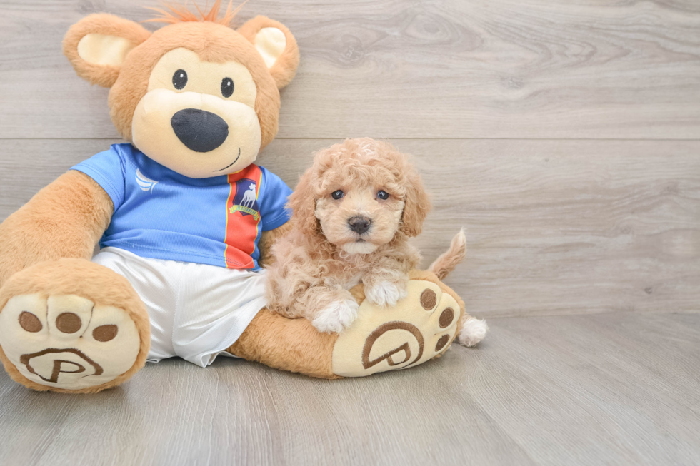 Popular Poochon Poodle Mix Pup