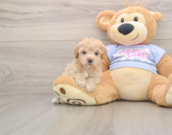 5 week old Poochon Puppy For Sale - Windy City Pups