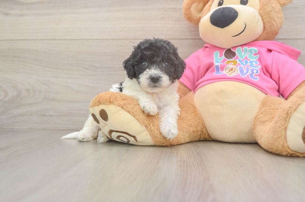 5 week old Poochon Puppy For Sale - Windy City Pups