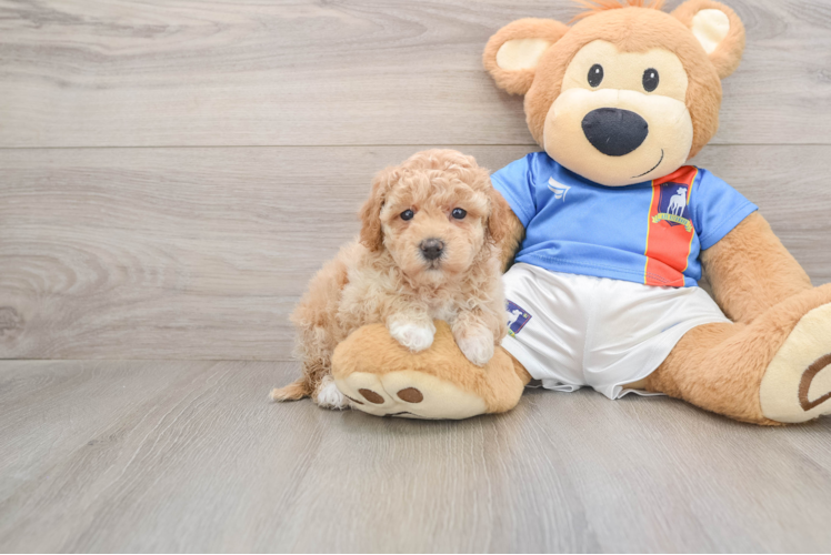 Poochon Pup Being Cute