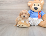 6 week old Poochon Puppy For Sale - Windy City Pups