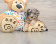 8 week old Poochon Puppy For Sale - Windy City Pups