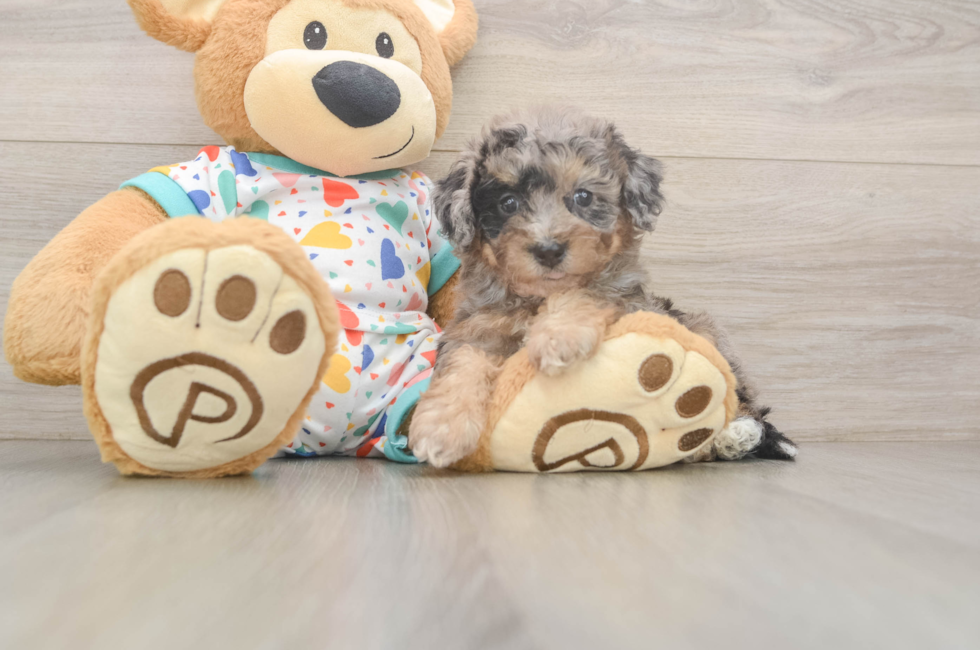 6 week old Poochon Puppy For Sale - Windy City Pups