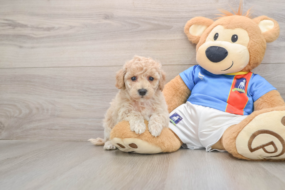 Poochon Puppy for Adoption