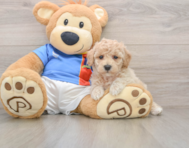 6 week old Poochon Puppy For Sale - Windy City Pups