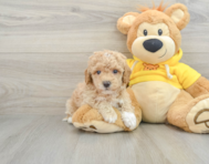 6 week old Poochon Puppy For Sale - Windy City Pups