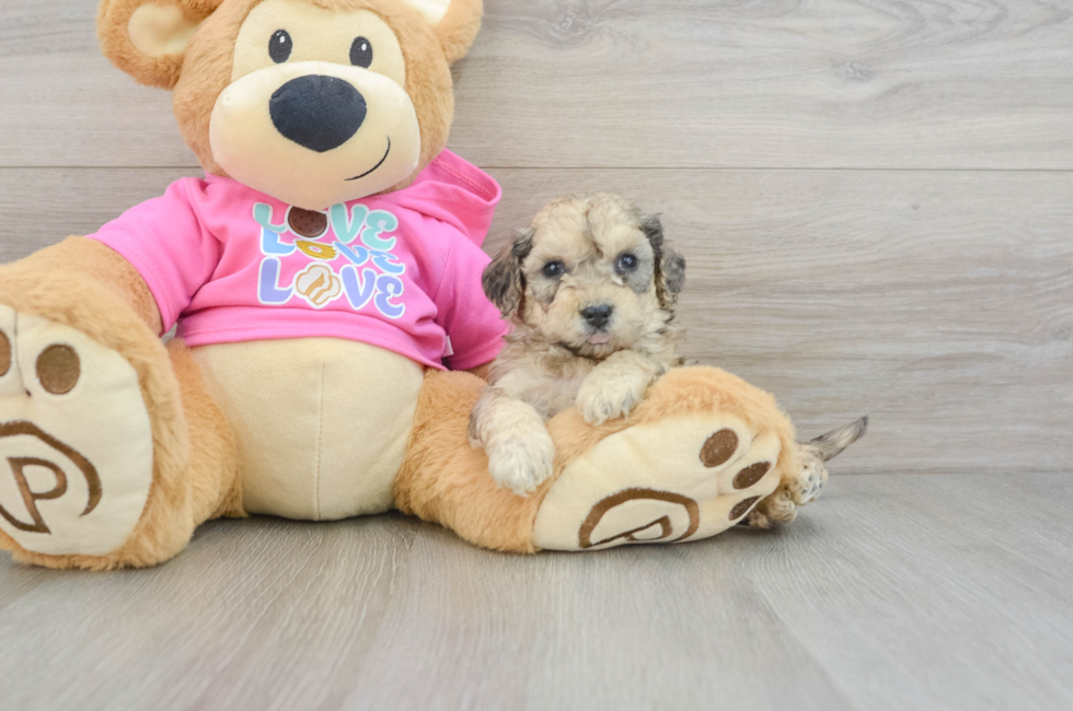 5 week old Poochon Puppy For Sale - Windy City Pups