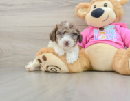 7 week old Poochon Puppy For Sale - Windy City Pups