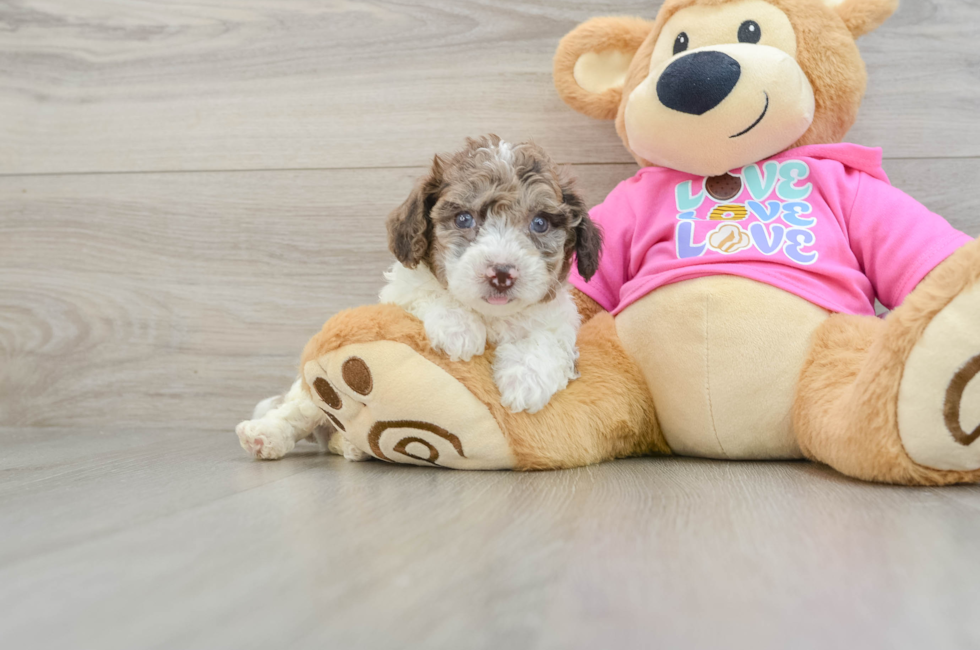 6 week old Poochon Puppy For Sale - Windy City Pups