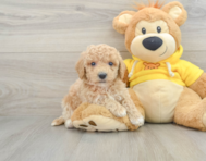 6 week old Poochon Puppy For Sale - Windy City Pups