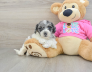 7 week old Poochon Puppy For Sale - Windy City Pups