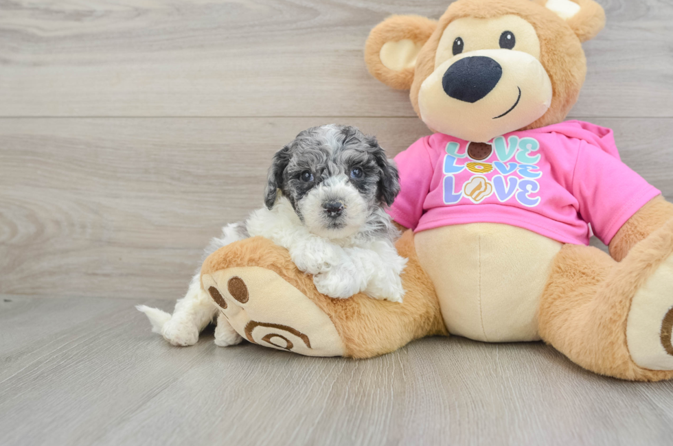 5 week old Poochon Puppy For Sale - Windy City Pups