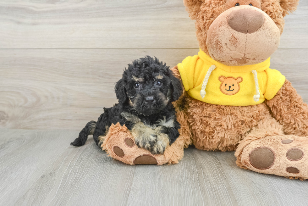 Petite Poochon Poodle Mix Pup