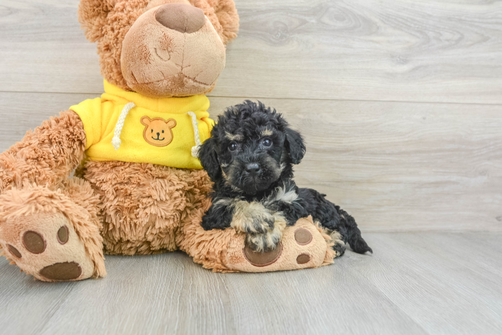 Energetic Bichpoo Poodle Mix Puppy