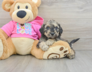 7 week old Poochon Puppy For Sale - Windy City Pups