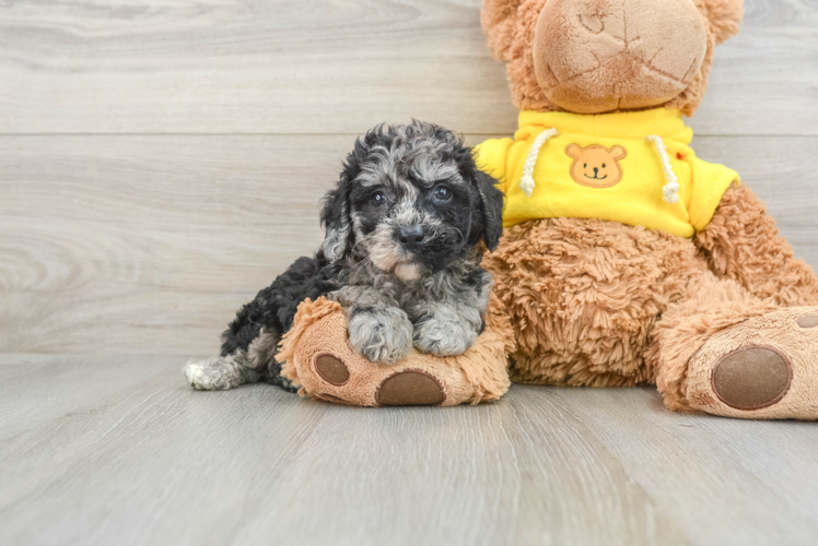 Poochon Puppy for Adoption