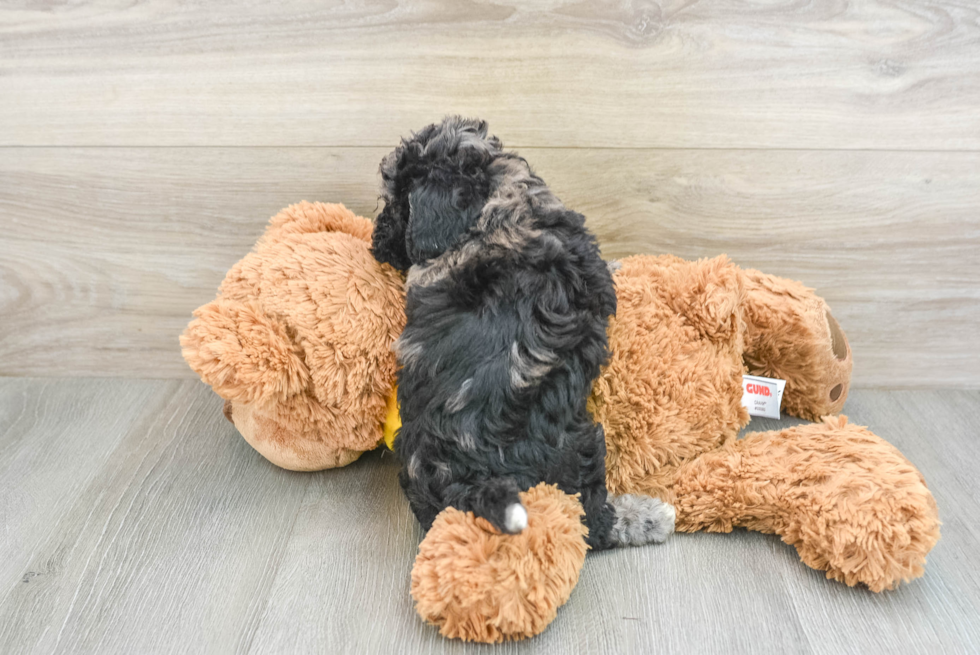 Little Bichpoo Poodle Mix Puppy