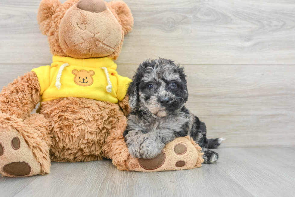 Happy Poochon Baby