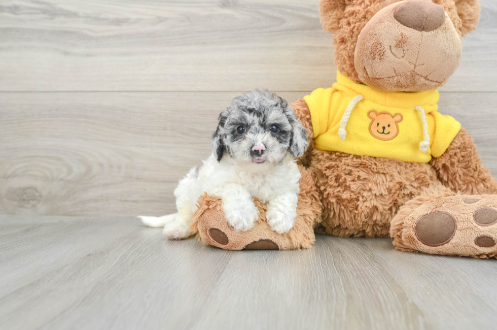 8 week old Poochon Puppy For Sale - Windy City Pups