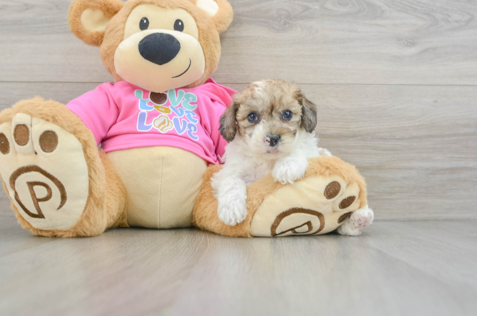 5 week old Poochon Puppy For Sale - Windy City Pups