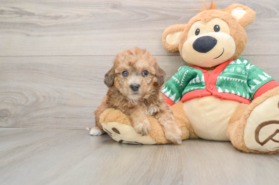 5 week old Poochon Puppy For Sale - Windy City Pups