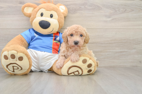 Poochon Puppy for Adoption