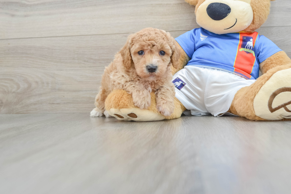 Energetic Bichpoo Poodle Mix Puppy