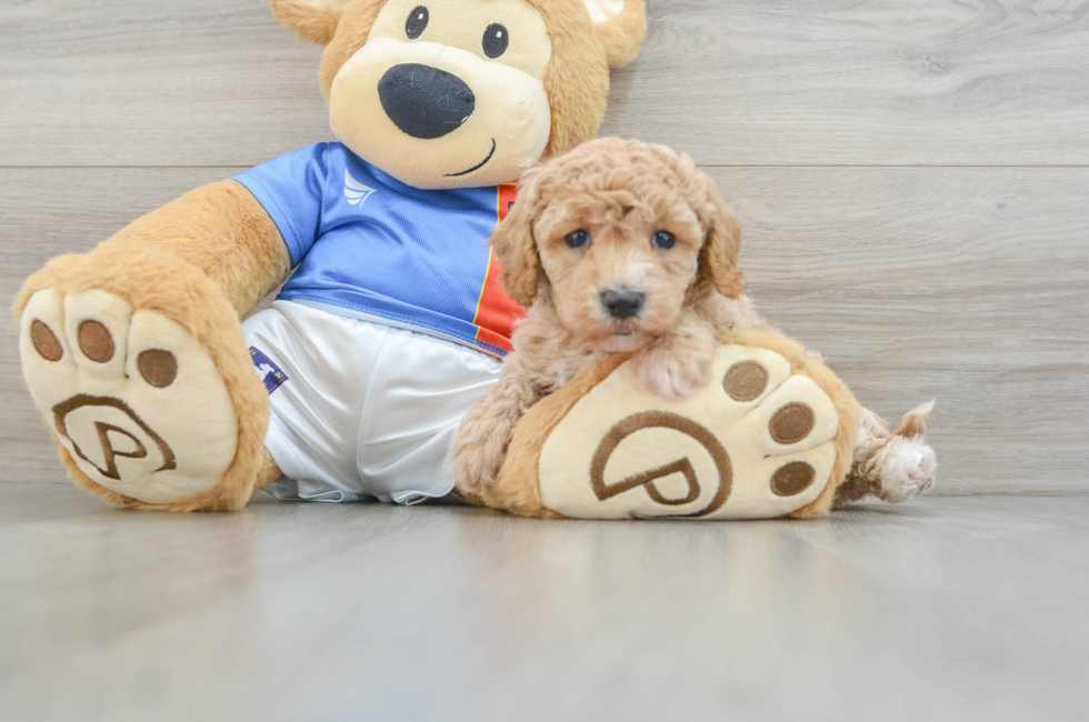 5 week old Poochon Puppy For Sale - Windy City Pups