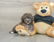 7 week old Poochon Puppy For Sale - Windy City Pups