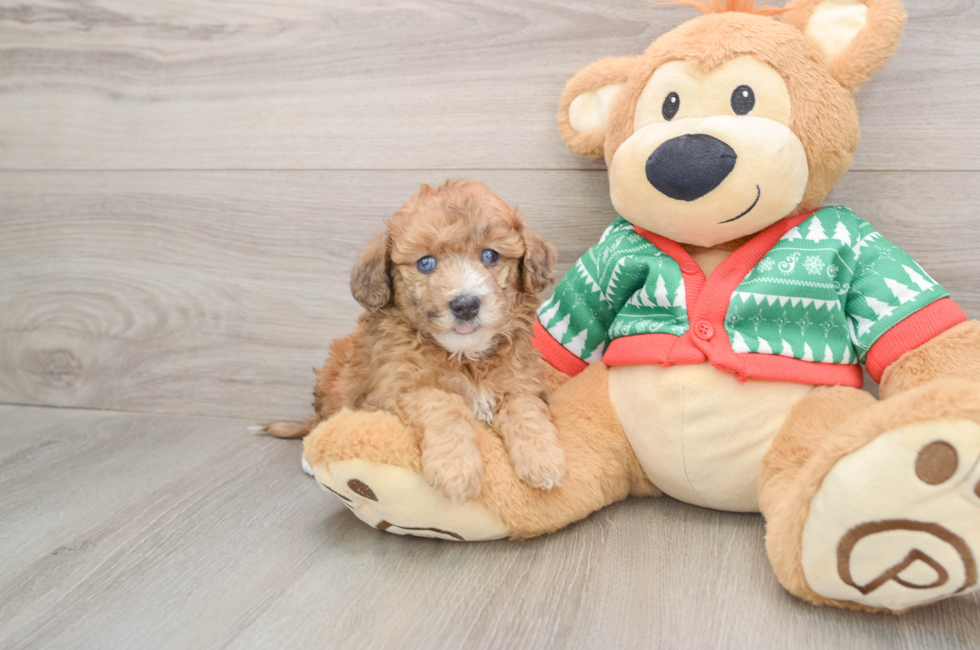 5 week old Poochon Puppy For Sale - Windy City Pups