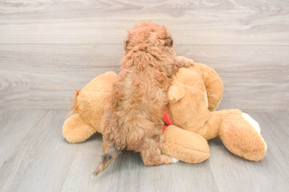 Poochon Puppy for Adoption