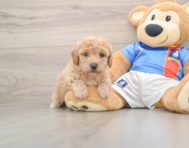 6 week old Poochon Puppy For Sale - Windy City Pups